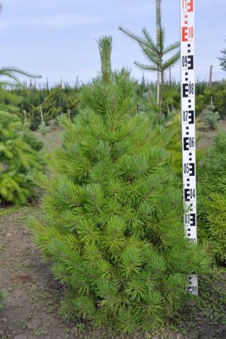 Pinus sylvestris 'Typ Norwegen'